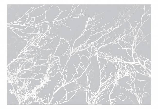 Fototapeta - Białe drzewa