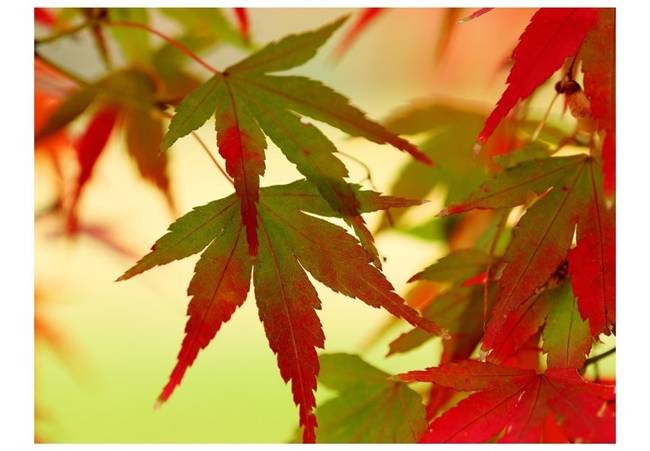 Fototapeta - Kolorowe liście